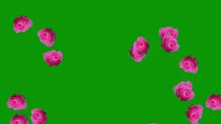 Free Green Screen : Rose Flowers