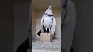 ЧТО ЗА ЗВЕРЬ ТАКОЙ МА ША АЛЛАХ КРАСАВА