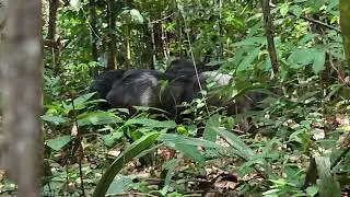 Cercados por porcos .Me atacou ?