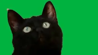 Green screen black cat video 💚 Black cat green screen video