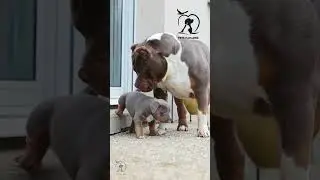 Most Dangerous Dog 🙀🐕‍🦺🐕‍🦺 #pitbulldog #doglover #dog #petanimals #wildanimals   -Pets Paradise