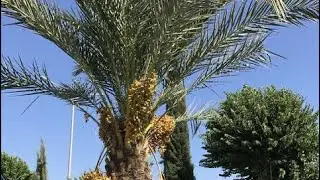 Sende bir ağaç kes