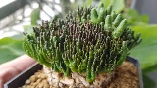 Mammillaria Bocasana Fred Cactus - Bonsai