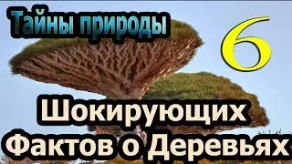 ШЕСТЬ Таинственных Фактов о Деревьях. ИНТЕРЕСНЫЕ ФАКТЫ