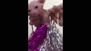 Bingus Bingling Dances