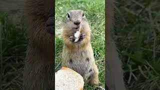 Самый голодный суслик в мире  the hungriest gopher in the world #hamster  #shorts #recommended