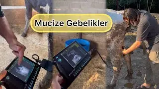 İnekleriniz Gebe  Kalamıyor mu? Mucize Gebelikler! # tarım 