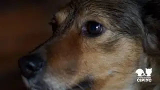 Каштанка ищет дом