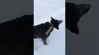 прогулка с собакой