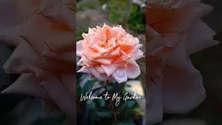 Persawian #minivlog #garden #kebunmini #berkebun #gardening #minigarden #sawi #nature #harvest