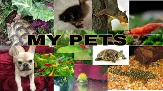 My Pets #dogs #turtle #fish #squirrel #guppies #bettafish #new #lobster #duck