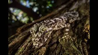 Cape Melville’s lost world - News report 2013