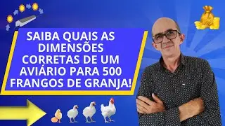 Qual o tamanho de um aviário para criar 500 frangos de granja?