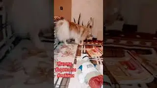 #шпиц #приколы #домашниеживотные #dog #смешныевидео #смешныеживотные