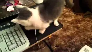 Киска наигралась с игрушкой и устала