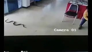 A Snake attacks a man inside Office | Thriller scene