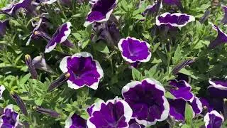 Еврочеренок  . Петуния Каскадиас Рим Виолет (CASCADIAS Rim Violet)