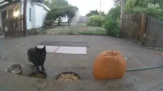 KiKi Panther is here for the usual morning meal (mMc 2655)