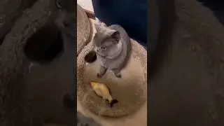 Cute Funny Cats 😂😂😂  #shorts #youtubeshorts #funnycats #funfunnyoutube