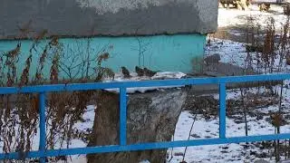 Покормила воробьёв)
