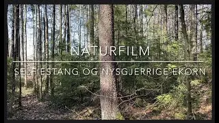 Naturfilm Selfiestang og nysgjerrige ekorn