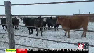 Too cold for cattle? How farmers with livestock are handling the cold