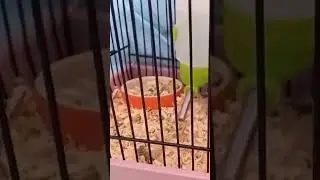Хомячок шустрый акробат!