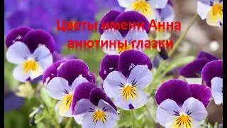 Цветы имени Анна  анютины глазки