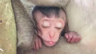 Baby Lovely