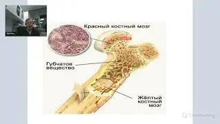 Марк Пака. Как работает костный мозг?