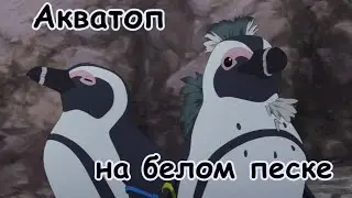 Всё, что нам по силам   это продолжать думать о животных