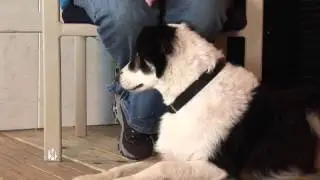 Dog Obedience Training Tips