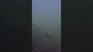 Реки под водой 3. Rivers underwater 3 