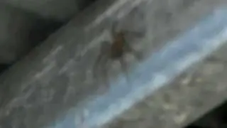 In the Tarantula's nest