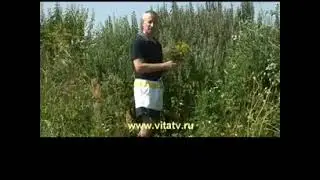 Снижение давления без таблеток