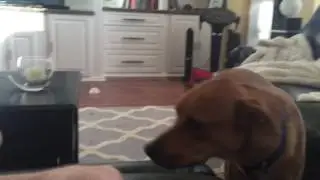 polina Kharmats dog jamo