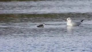 Wilson's Phalarope