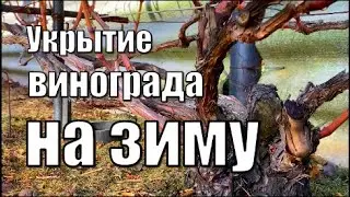 Укрытие винограда на зиму. Виноградник Вадима Точилина / Укрытие винограда