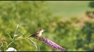 🌊 “Into the Wild with Semsimple TV” #SemSimpleTV #nature #naturelovers #naturalbeauty