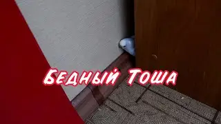 ПОПУГАЙ ЗАСТРЯЛ ЗА КОМОДОМ! ЧТО ДЕЛАТЬ?