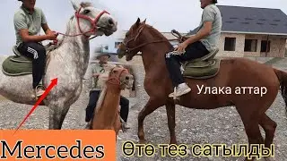 САТЫЛАТ   🔥УЛАКТЫН АТТАРЫ
