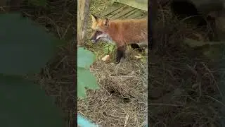 Большой кусок для маленькой лисы #лиса #животные #fox #лисаальма