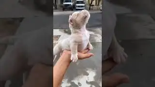 Superdog 🦸‍♂️  #bulldog #puppies #pets