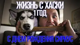 Жизнь с Хаски: 1 год - С днем рождения Сириус