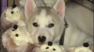 Nook .. Puppy days .. / 1st Christmas / met SHERPA / 1st beach walk etc. / 0 - 5 months - ish ..
