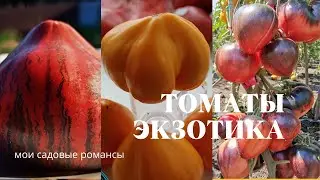 A review of exotic tomato varieties. My new arrivals for 2021.