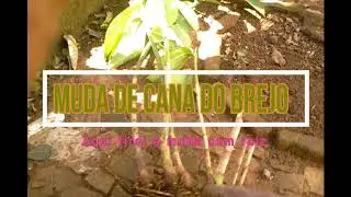 Não use remédios#Diurético Natural#Cana do Brejo#diurética#anti-inflamatória#analgésica.