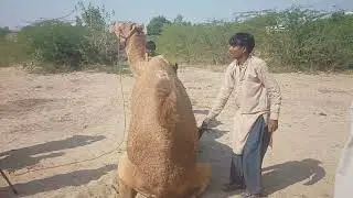 Camel matiing in the jungle 