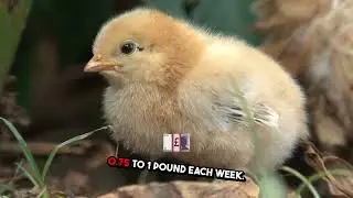Top 4 Medicated Chick Feeds To Keep Your Chicks Healthy