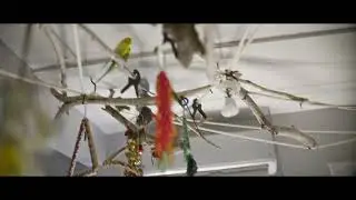 8K Full Frame Anamorphic Test 1 SIRUI 40mm T1.8 1.33X Anamorphic Lens